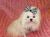 Gorgeous Babydoll KC Registered Korean Maltese Adult Girl 2 Years Old