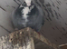 Racing pigeons