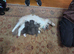 Half ragdoll kittens