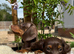 Miniature Dachshund Puppies
