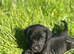 Labrador cross puppies