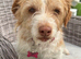 Jack Russel girl Rehoming