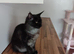 7 month old female Maine coon for sale