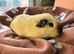 Cali boy guinea pig