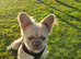 Fluffy French Bulldog - 3 years old