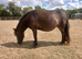 Registered miniature Shetland two years old filly