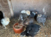 6 young chickens