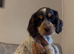 Half Show Half Working Cocker Spaniel Puppies