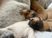 Rare colour Jack Russell Pups DNA Health Clear Stud