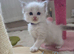 GCCF Registered Pedigree Ragdoll