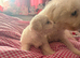 Beautiful Bichon Frise Puppies - 3 Girls