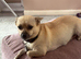 Chihuahua mix