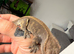Breeding pair crested geckos