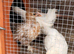 Mix breed chicks