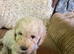 Stunning litter of Cavapoos