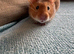 Beautiful cinnamon pedigree female hamster