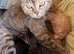 Four Ginger Bengal kittens