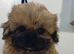 KC reg Shih Tzu/ Shihtzu pups