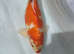 Koi carp
