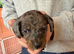 Dachshund x cavapoo