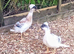 Crested Bantam Males