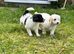 READY NOW Stunning shihpoo X sproodle puppies