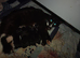 Kittens for sale