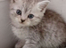 Blue mix Persian kittens