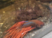 Betta Males &pound;20, females &pound;10, pairs &pound;25