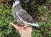 Hand reared fancy pigeon!
