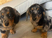 Stunning dachshund puppies