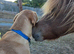 Gorgeous Fox Red Labrador - 11 months