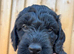 Cockerpoo puppies F1