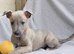 KC True to type whippet