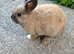 Mini rex male