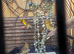 Canary for sale