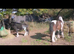 Flashy Future Competition Pony Welsh-part bred with nice feather, movement and bone.
