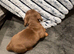 Ready to leave! Last 3 Miniature Dachshunds, purebred.