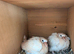Beautiful Magician,s Doves (Java Dove,s)