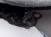 Kitten for urgent rehome
