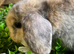 Gorgeous pure Mini lops