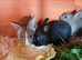 Beautiful tiny Dutch/Lionhead babies
