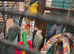 Indian ringneck parrot for sale