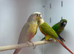 Conure