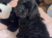 F1 cavapoo babies