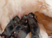 Pomeranian puppies