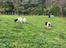 3 Purebred Bagot Male Kids for Sale - Ayrshire