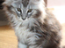 TICA reg Maine Coons - Ready to leave