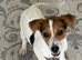 Jack Russell short legged puppy