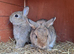 Bunnies for sale